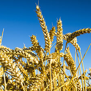 NewLeaf Symbiotics, Inc. gets a US patent on methylobacterial fermentation methods and   compositions