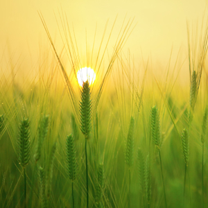 Bayer group acquires yet another patent on compositions comprising Fluopyram