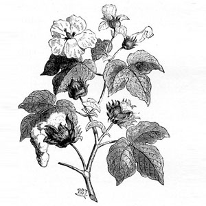 Monsanto: ‘Patent’ly hit by Nuziveedu seeds